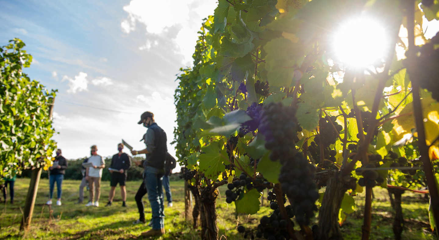 ѨƵ students studying the vineyards of Crawford Beck in Amity, OR