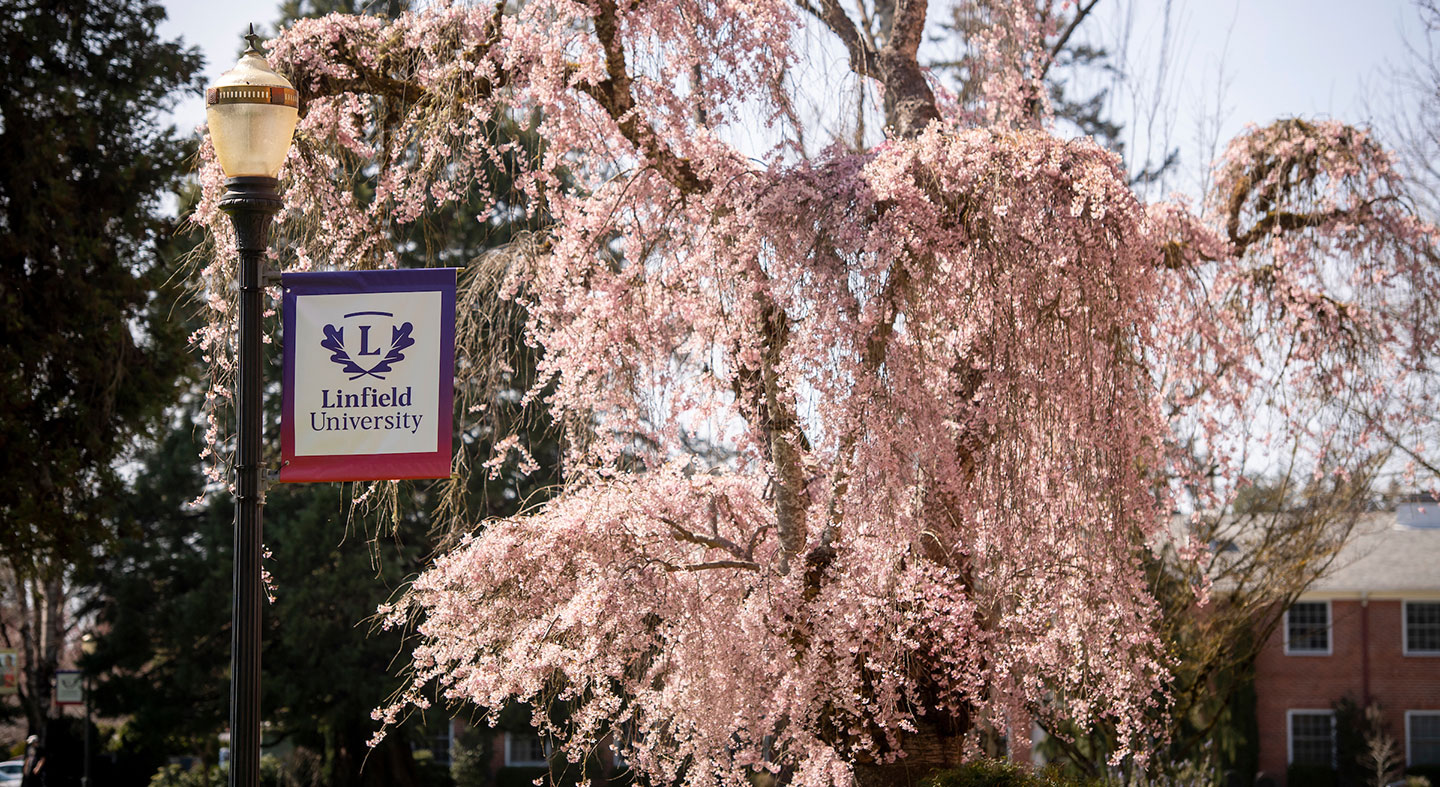 photo of cherry blossoms on the ѨƵ campus.